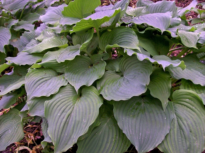 Plantain Lily - Hosta 'Komodo Dragon' Plantain Lily - Hosta 'Komodo Dragon'