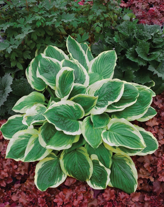 Plantain Lily - Hosta 'Royal Wedding'