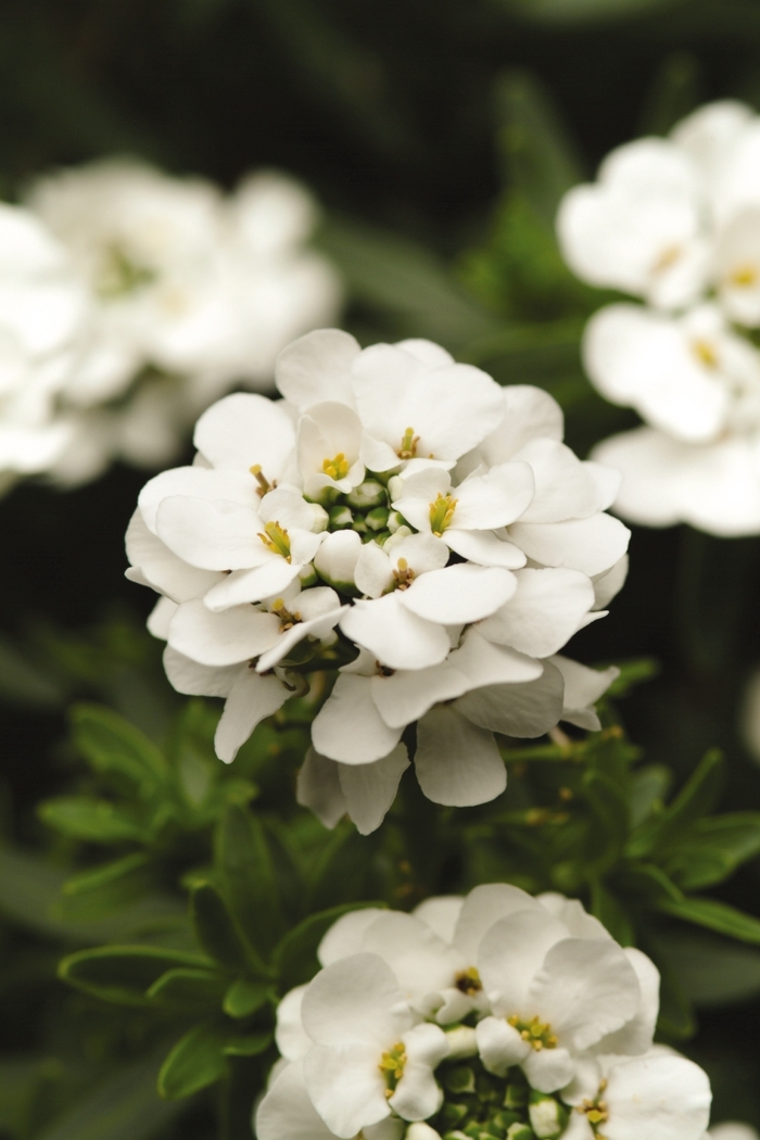 Candytuft - Iberis sempervirens 'Purity' Candytuft - Iberis sempervirens 'Purity'