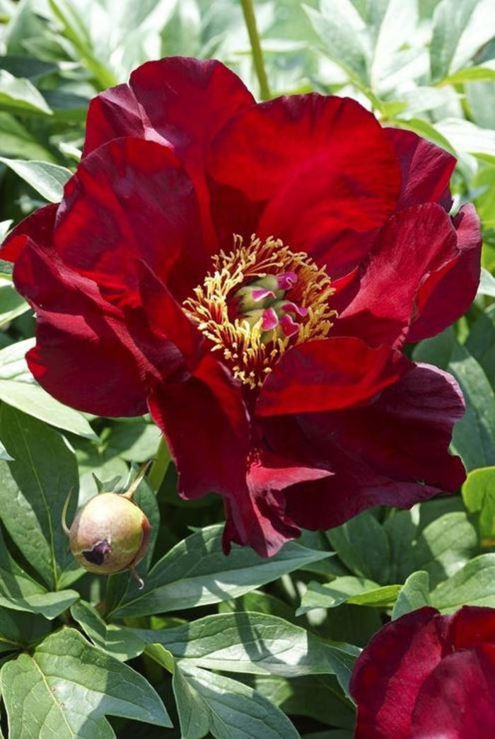 Itoh Hybrid Peony - Paeonia 'Scarlet Heaven' Itoh Hybrid Peony - Paeonia 'Scarlet Heaven'