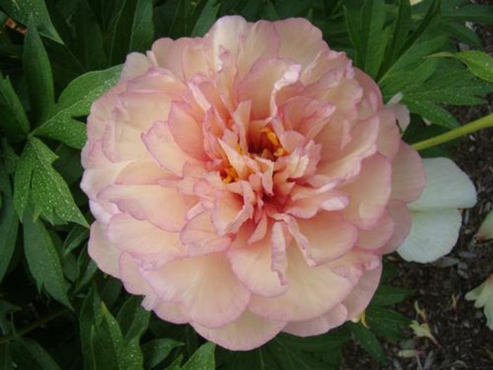 Itoh Hybrid Peony - Paeonia 'Scrumdiddlyumptious'