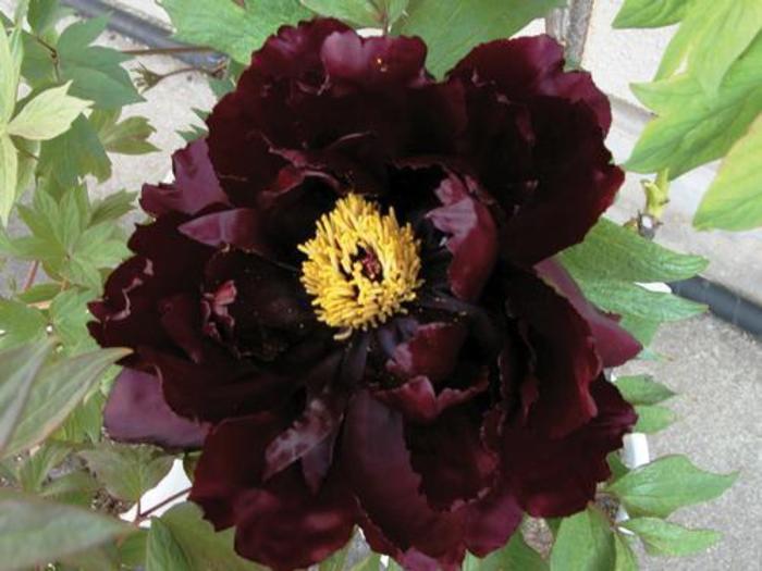 Tree Peony - Paeonia suffruticosa 'Kaoukamon' Tree Peony - Paeonia suffruticosa 'Kaoukamon'