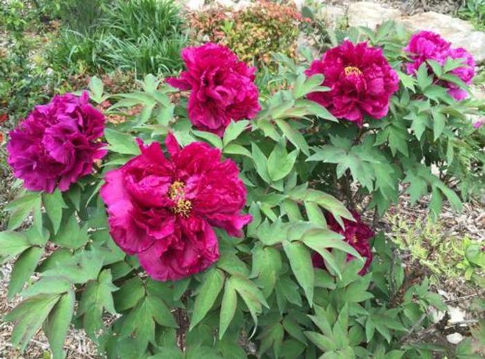 Tree Peony - Paeonia suffruticosa 'Shimadaijin' Tree Peony - Paeonia suffruticosa 'Shimadaijin'