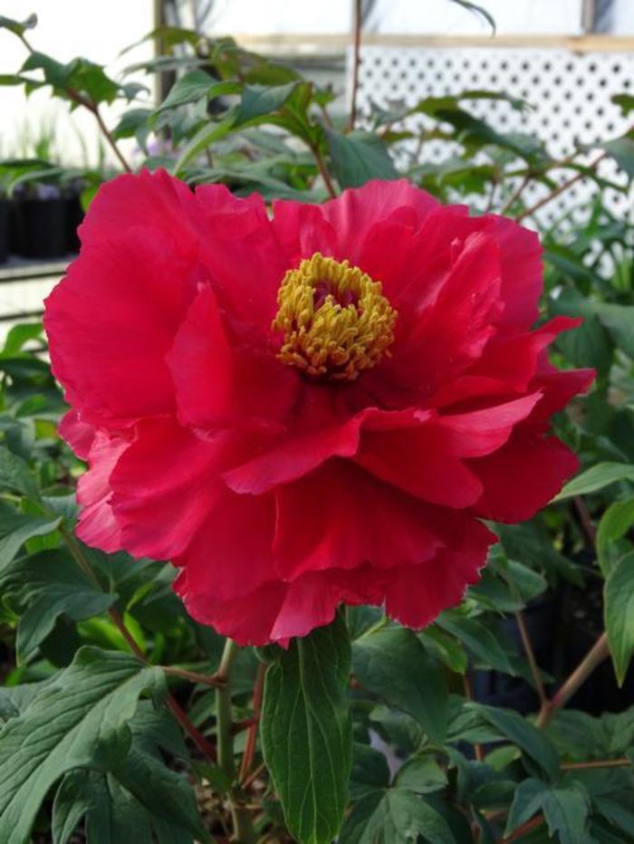 Tree Peony - Paeonia suffruticosa 'Houki' Tree Peony - Paeonia suffruticosa 'Houki'