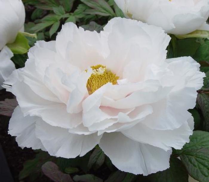 Tree Peony - Paeonia suffruticosa 'Renkaku' Tree Peony - Paeonia suffruticosa 'Renkaku'