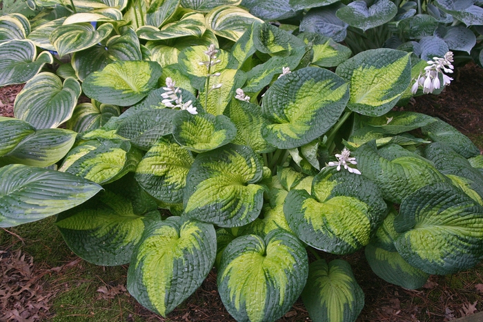 Plantain Lily - Hosta 'Brother Stefan' Plantain Lily - Hosta 'Brother Stefan'