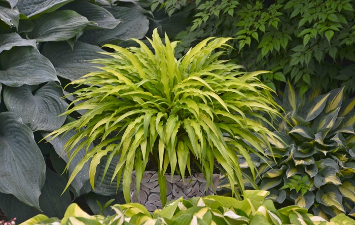 Plantain Lily - Hosta 'Curly Fries' Plantain Lily - Hosta 'Curly Fries'