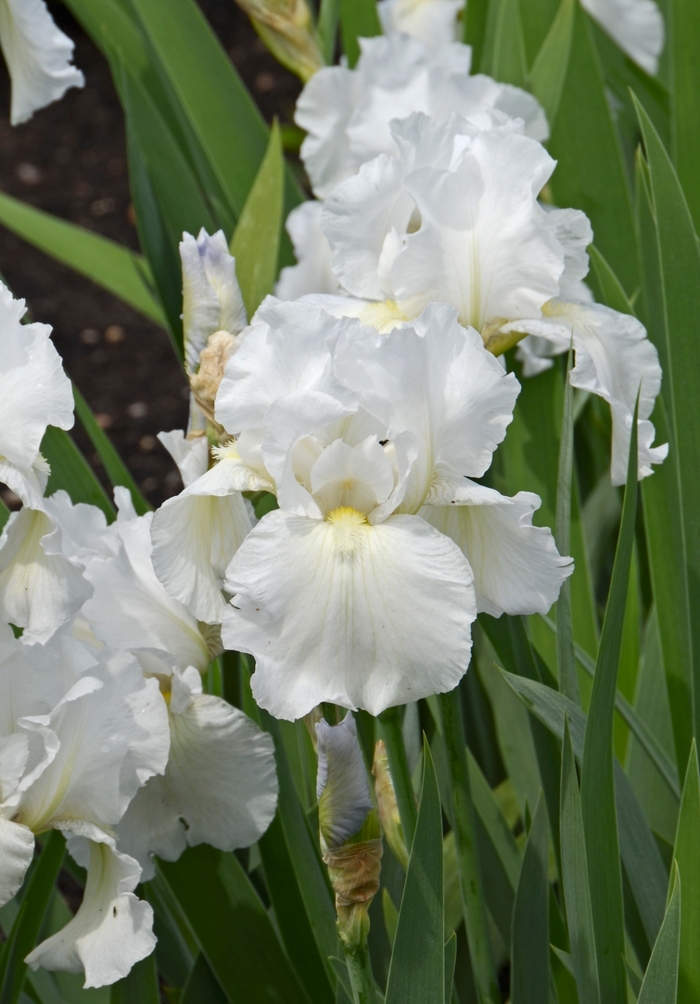 Bearded Iris - Iris germanica 'Immortality'