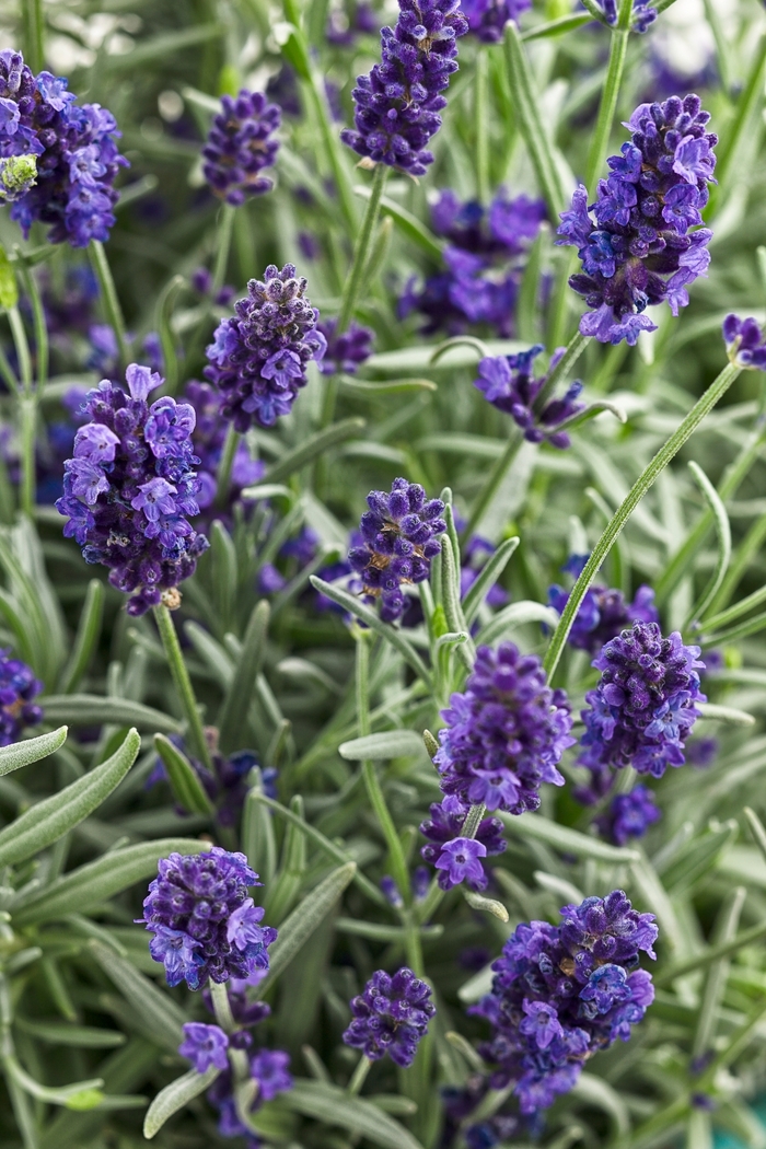 Sweet Romance® - Lavandula angustifolia Sweet Romance® - Lavandula angustifolia