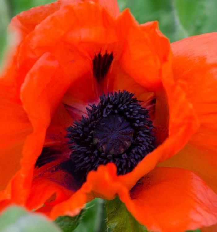 Oriental Poppy - Papaver orientalis 'Beauty of Livermere'