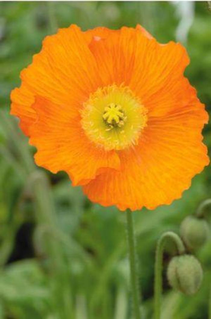Oriental Poppy - Papaver nudicaule 'Champagne Bubbles Orange' Oriental Poppy - Papaver nudicaule 'Champagne Bubbles Orange'