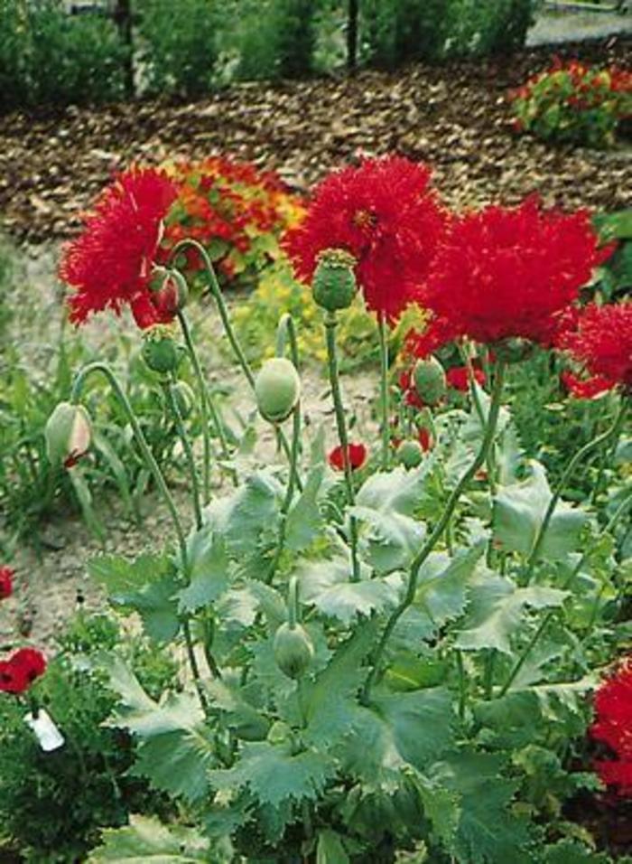 Oriental Poppy - Papaver orientale 'Crimson Red' Oriental Poppy - Papaver orientale 'Crimson Red'