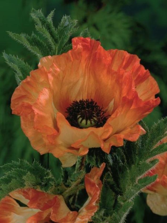 Oriental Poppy - Papaver orientale 'Orange Glow' Oriental Poppy - Papaver orientale 'Orange Glow'