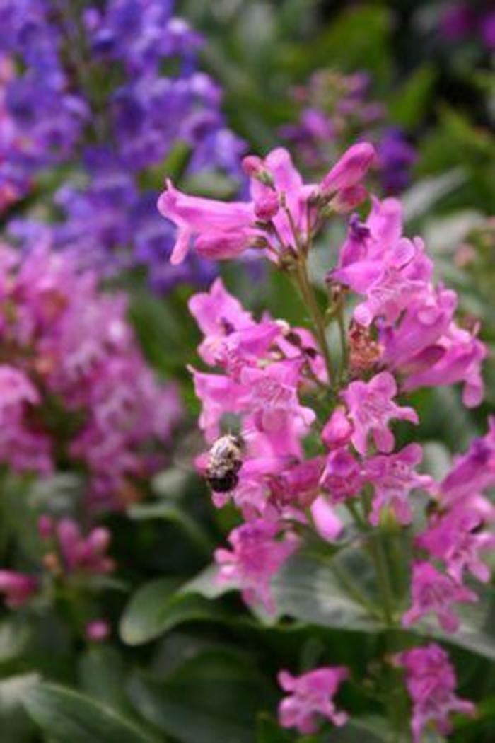 Beardtongue - Penstemon barbatus 'Rondo Mix'