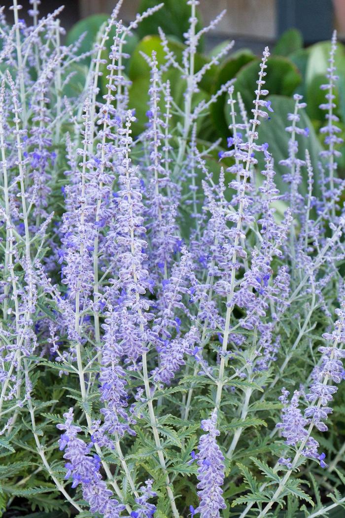 Russian Sage - Perovskia atriplicifolia 'Lacey Blue'