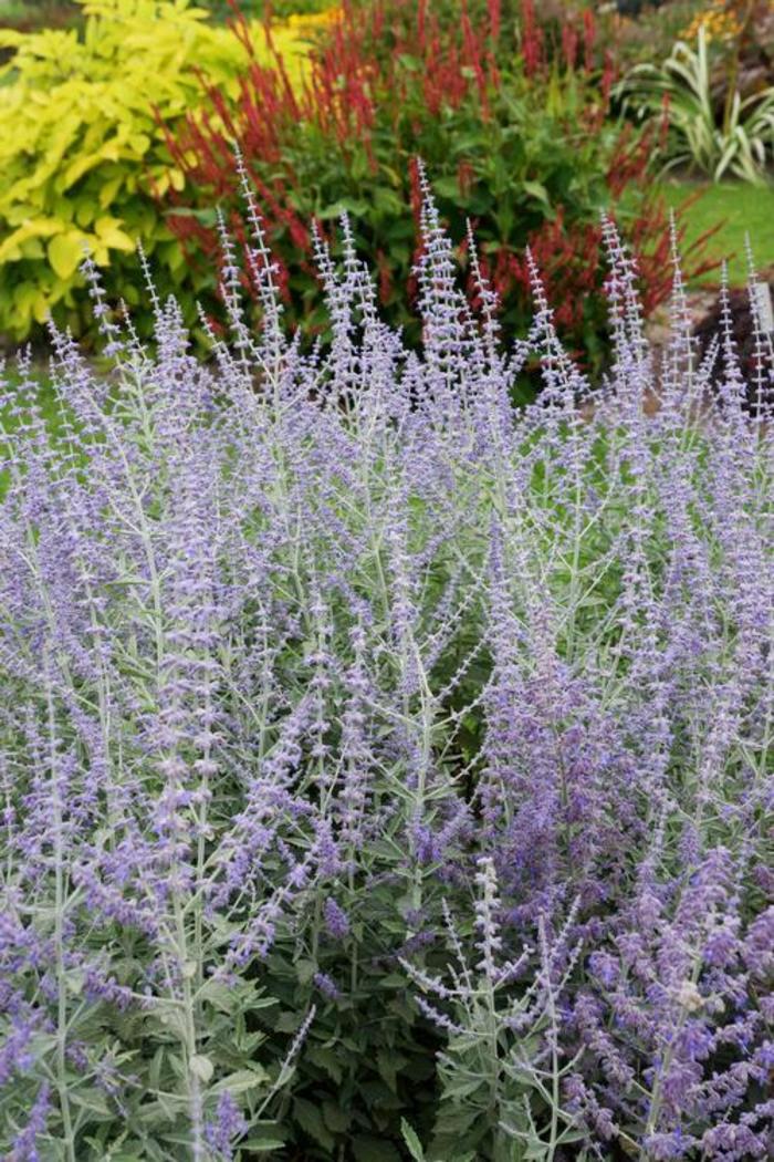 Russian Sage - Perovskia atriplicifolia 'Silvery Blue' Russian Sage - Perovskia atriplicifolia 'Silvery Blue'