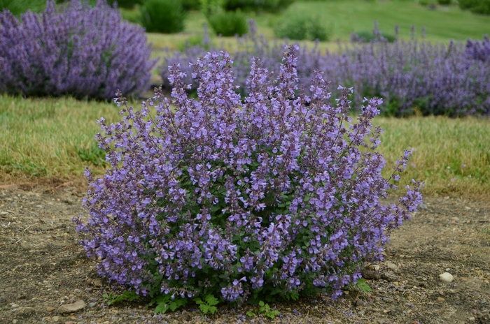 Catmint - Nepeta x faassenii 'Kitten Around' Catmint - Nepeta x faassenii 'Kitten Around'