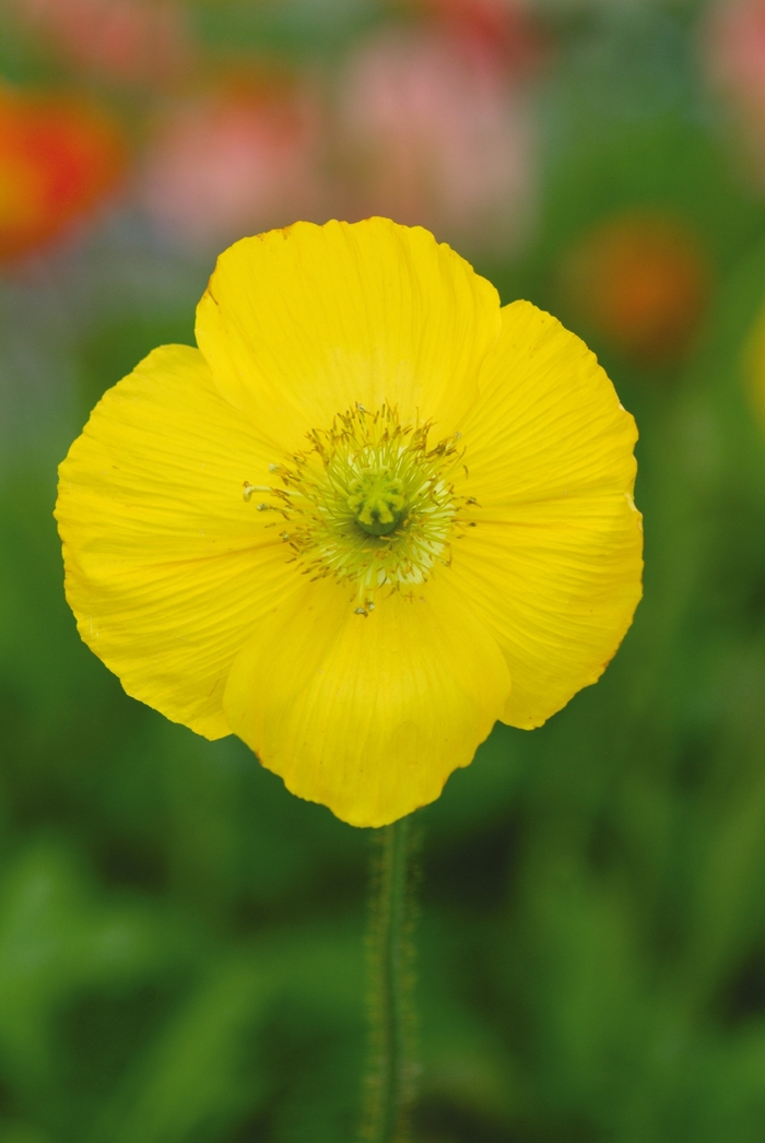 Oriental Poppy - Papaver nudicaule 'Champagne Bubbles Yellow'