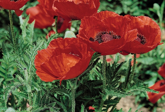 Oriental Poppy - Papaver orientale 'Beauty of Livermore'