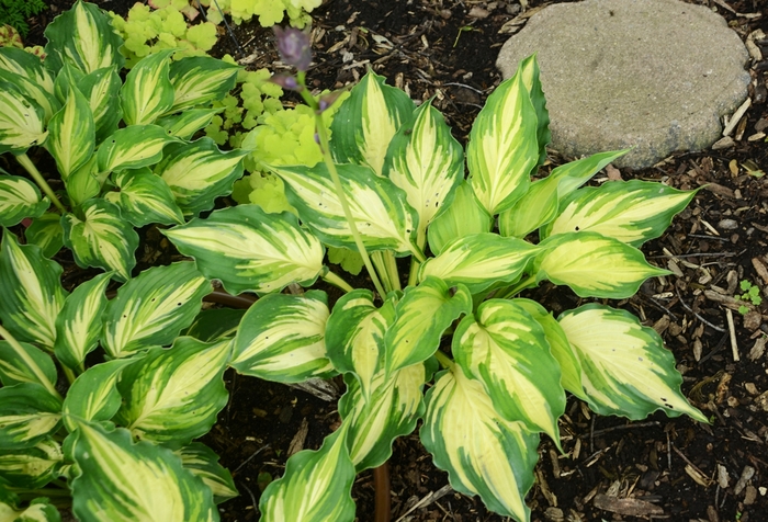 Hosta - Hosta 'Lakeside Paisley Print' Hosta - Hosta 'Lakeside Paisley Print'