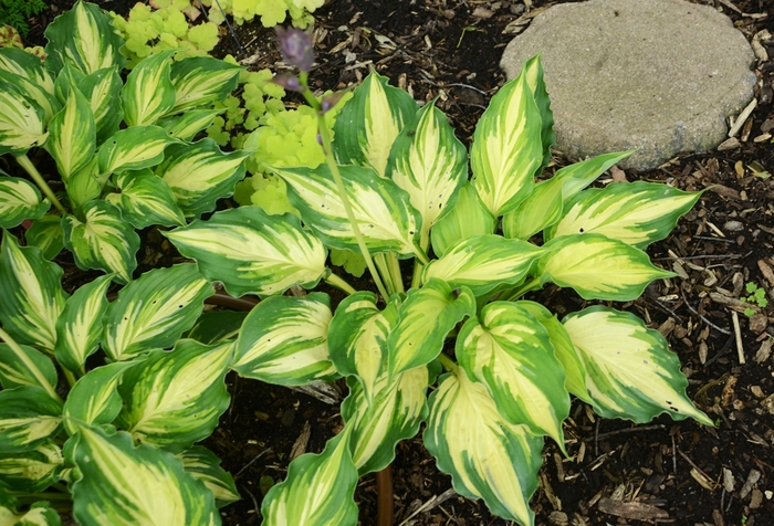 Hosta - Hosta 'Lakeside Paisley Print'