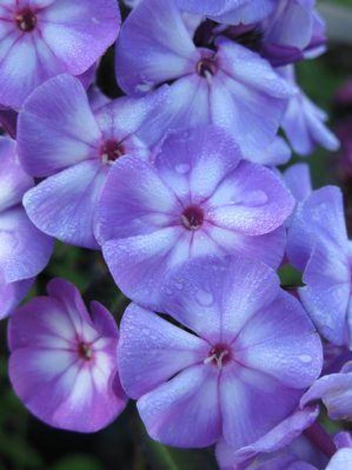 Garden Phlox - Phlox paniculata 'Blue Paradise' Garden Phlox - Phlox paniculata 'Blue Paradise'