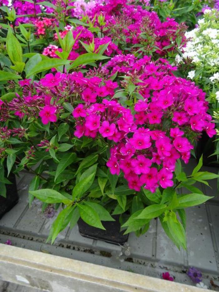 Garden Phlox - Phlox paniculata 'Early Cerise' Garden Phlox - Phlox paniculata 'Early Cerise'