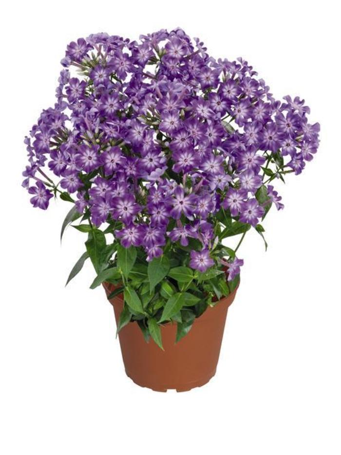Garden Phlox - Phlox paniculata 'Early Purple Eye' Garden Phlox - Phlox paniculata 'Early Purple Eye'