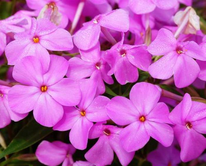 Garden Phlox - Phlox paniculata 'Forever Pink' Garden Phlox - Phlox paniculata 'Forever Pink'