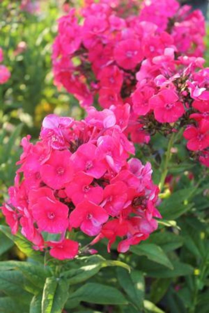 Garden Phlox - Phlox paniculata 'Grenadine Dream'