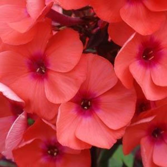 Garden Phlox - Phlox paniculata 'Tequila Sunrise'