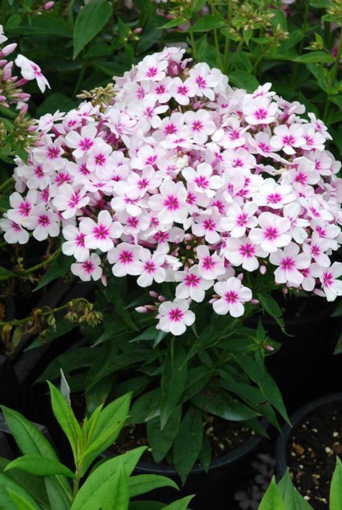 Garden Phlox - Phlox paniculata 'White/Red Eye Flame' Garden Phlox - Phlox paniculata 'White/Red Eye Flame'