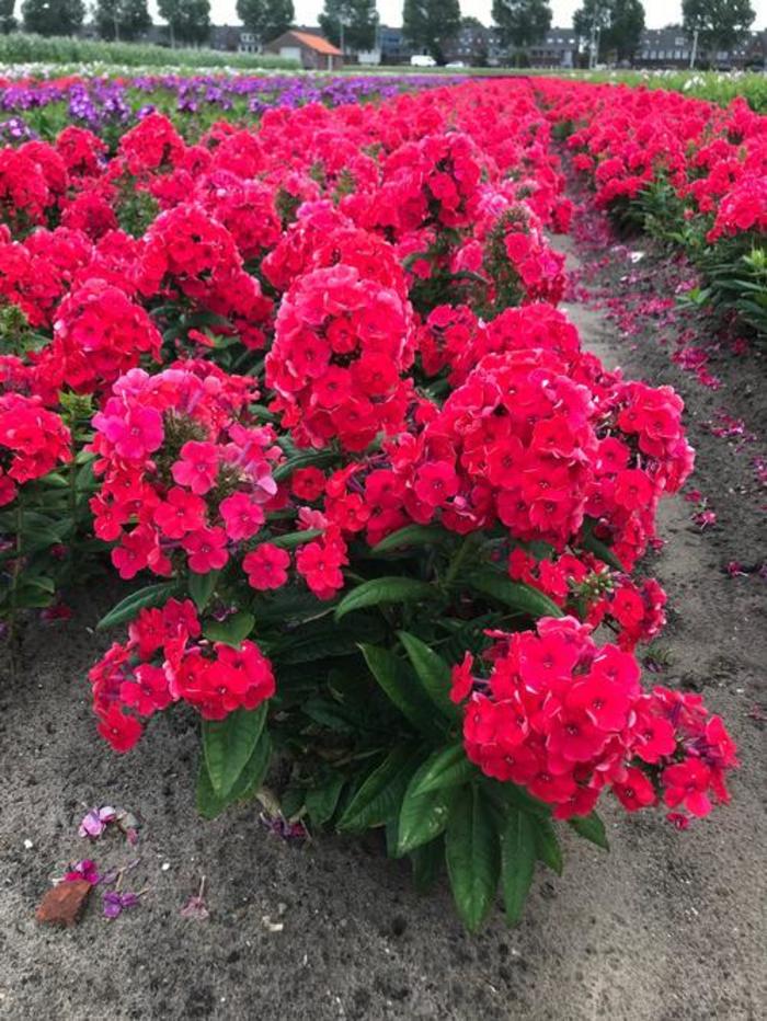 Garden Phlox - Phlox paniculata 'Younique Orange' Garden Phlox - Phlox paniculata 'Younique Orange'