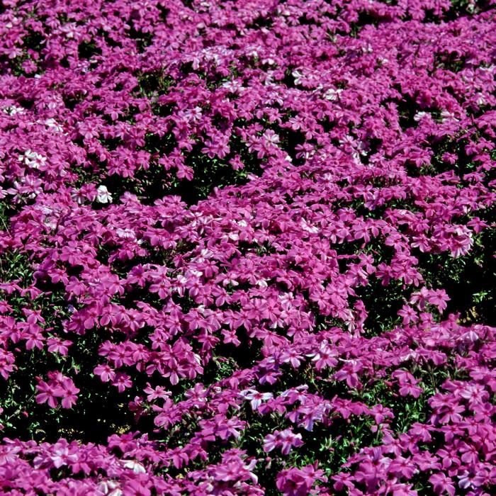 Creeping Phlox - Phlox subulata 'Red Wing'