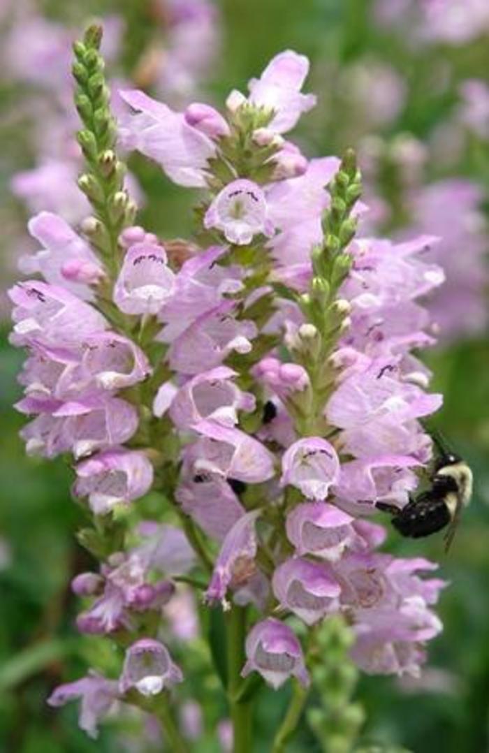 Obedient Plant - Physostegia virginiana 'Pink Manners'