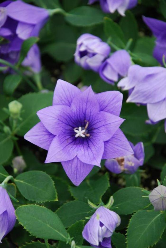 Balloon Flower - Platycodon 'Astra Semi-Double Blue'