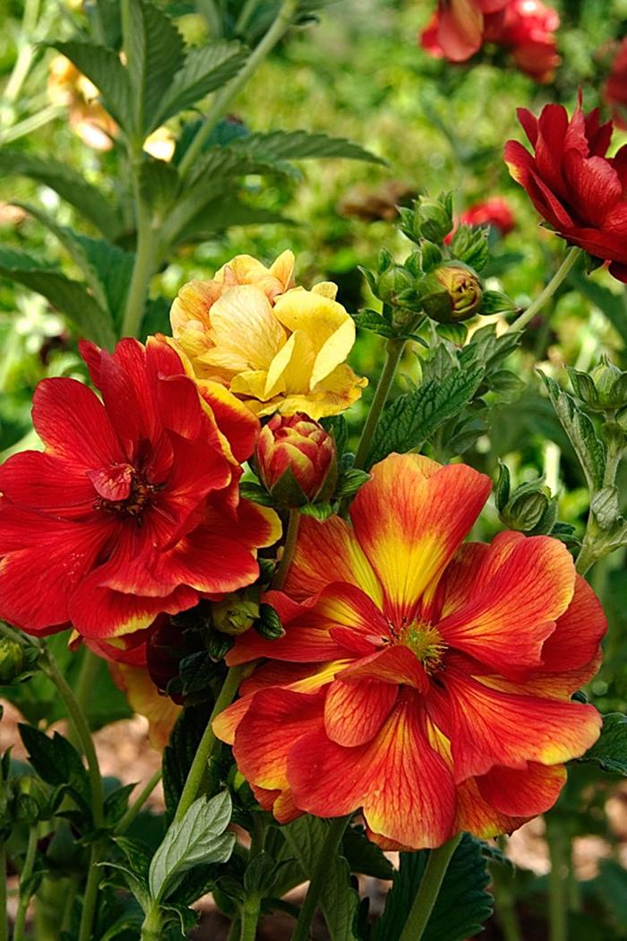 Cinquefoil - Potentilla 'Arc en Ciel' Cinquefoil - Potentilla 'Arc en Ciel'