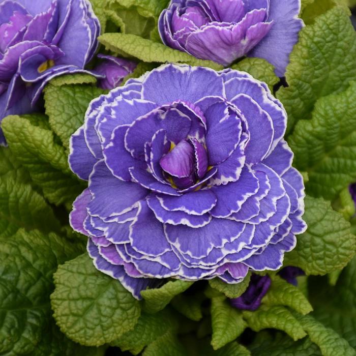 Primrose - Primula vulgaris 'Belarina Amethyst Ice' Primrose - Primula vulgaris 'Belarina Amethyst Ice'