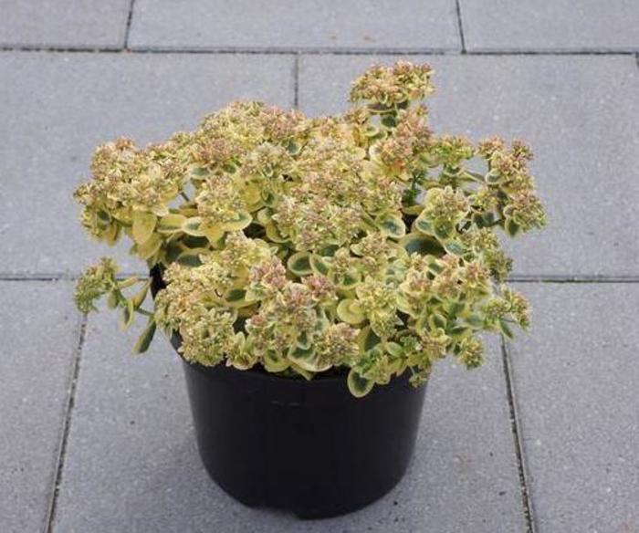 Stonecrop - Sedum 'SunSparkler Lime Twister'