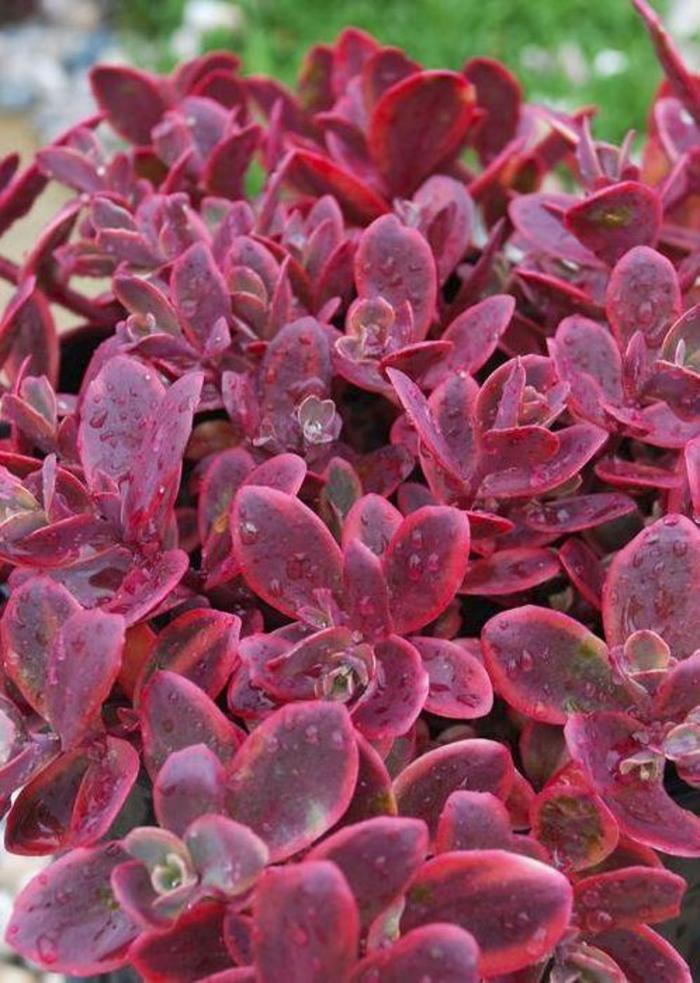 Stonecrop - Sedum 'Sunsparkler Wildfire' Stonecrop - Sedum 'Sunsparkler Wildfire'
