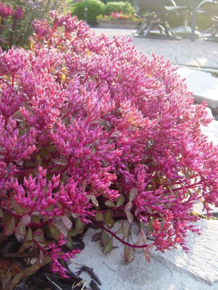 Stonecrop - Sedum spurium 'Voodoo'