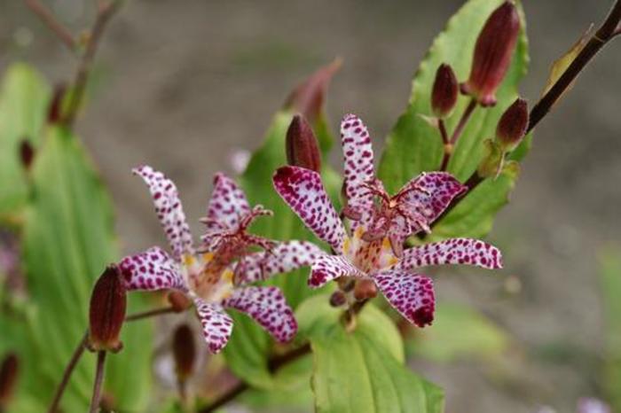 Toad Lily - Tricyrtis 'Empress' Toad Lily - Tricyrtis 'Empress'