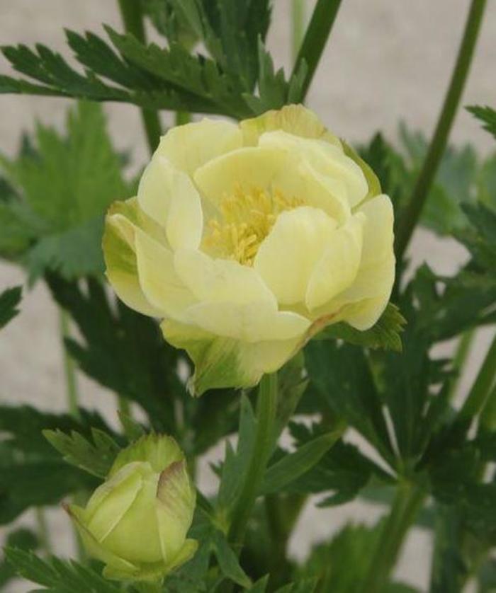 Globe Flower - Trollius cultorum 'New Moon' Globe Flower - Trollius cultorum 'New Moon'