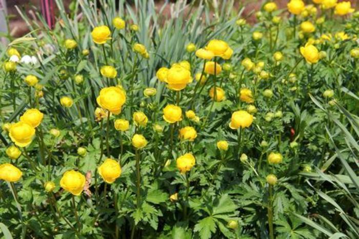 Globe Flower - Trollius europaeus 'Superbus'