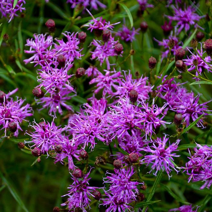 Ironweed - Vernonia 'Southern Cross' Ironweed - Vernonia 'Southern Cross'