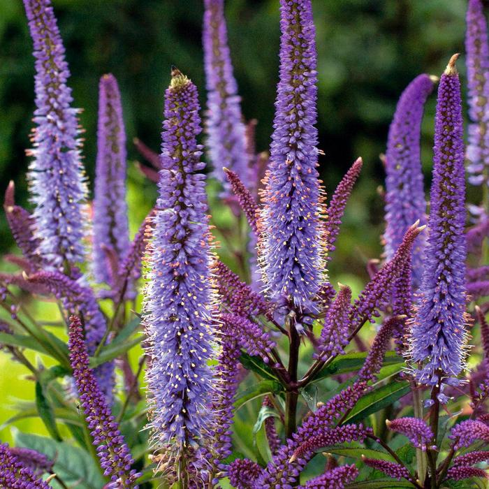 Culver’s Root - Veronicastrum virginicum 'Cupid' Culver’s Root - Veronicastrum virginicum 'Cupid'