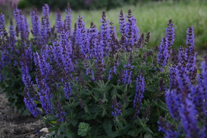 Meadow Sage - Salvia nemorosa 'Bumbleblue'