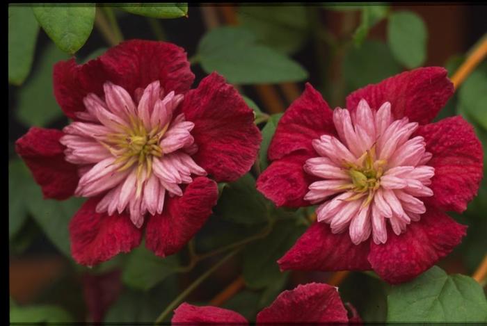 Clematis - Clematis 'Avant-Garde' Clematis - Clematis 'Avant-Garde'