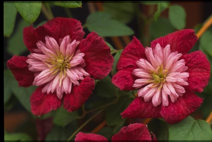 Clematis - Clematis 'Avant-Garde'