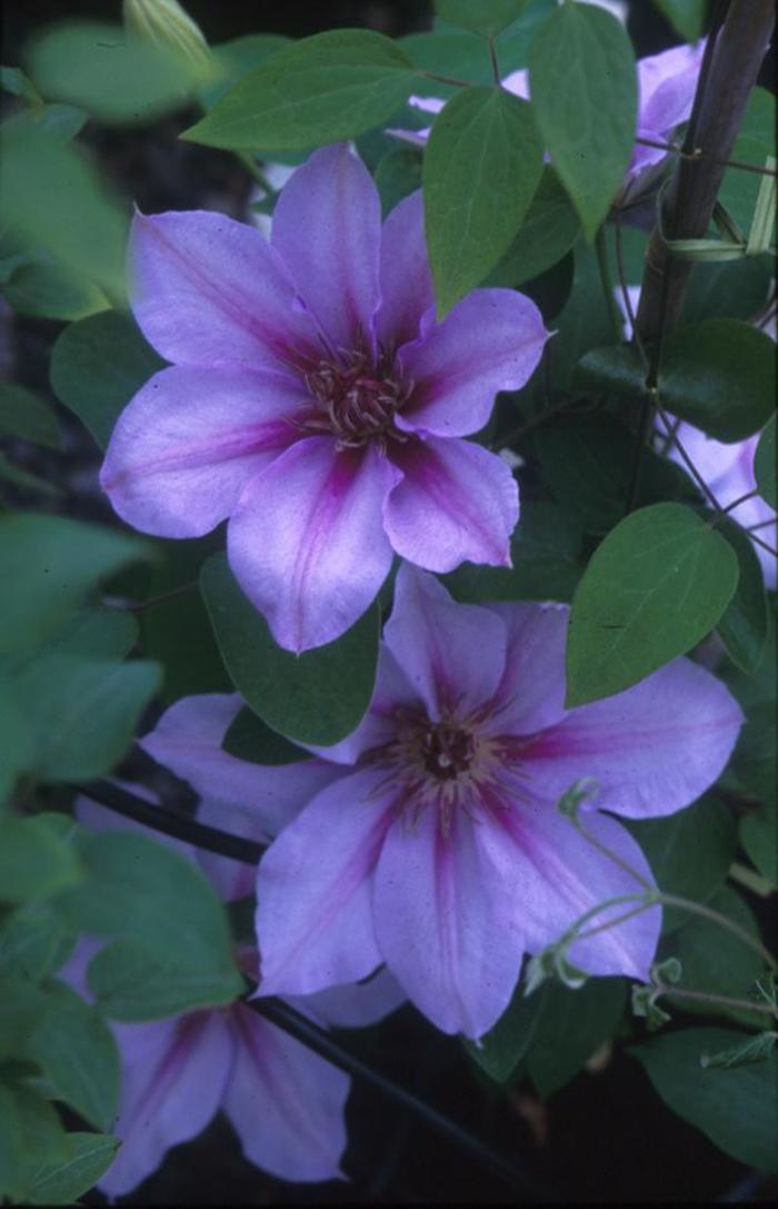 Clematis - Clematis 'Candy Stripe' Clematis - Clematis 'Candy Stripe'